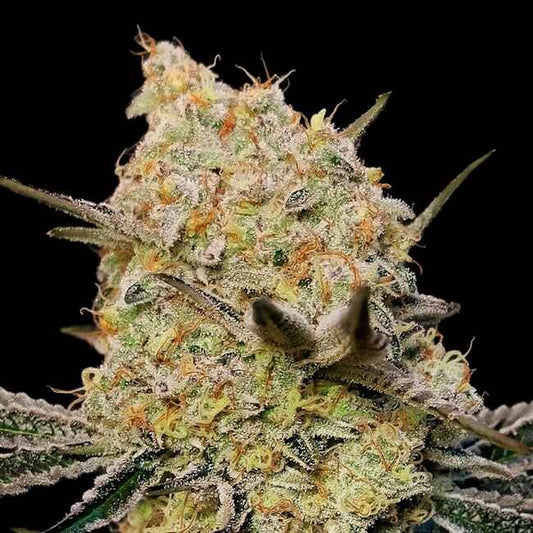 Gelato Mint (00 Seeds) feminisiert Cannabis Samen von 00 Seeds