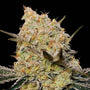 Gelato Mint (00 Seeds) feminisiert