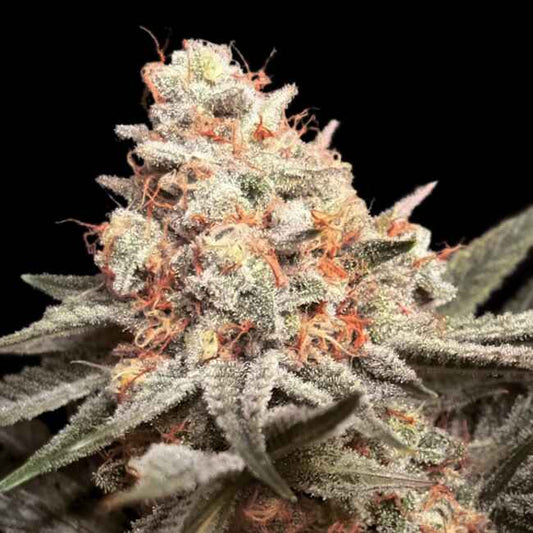 Rainbow Mints (00 Seeds) feminisiert Cannabis Samen von 00 Seeds