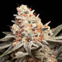 Rainbow Mints (00 Seeds) feminisiert