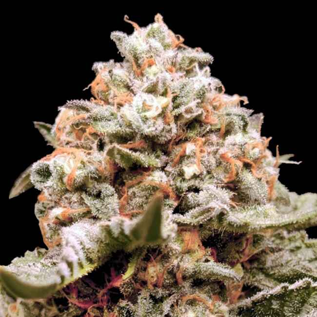 Rainbow Mints Auto (00 Seeds) Cannabis Samen von 00 Seeds