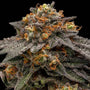 Shimo (Ripper Seeds) feminisiert