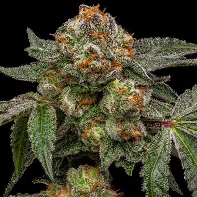 Zake (Ripper Seeds) feminisiert Cannabis Samen von Ripper Seeds