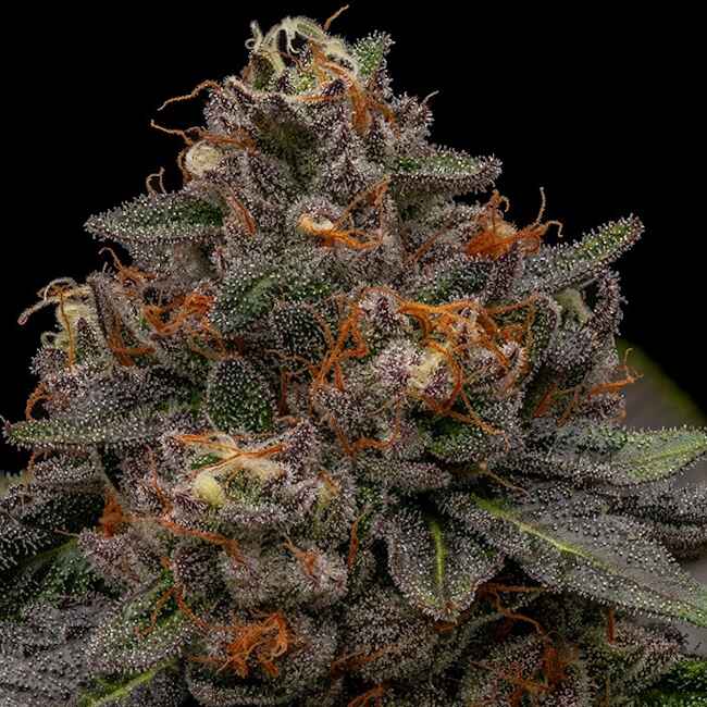 Korenji (Ripper Seeds) feminisiert Cannabis Samen von Ripper Seeds
