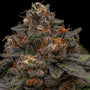 Korenji (Ripper Seeds) feminisiert
