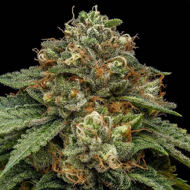 Kroma (Ripper Seeds) feminisiert Cannabis Samen von Ripper Seeds