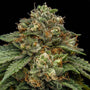 Kroma (Ripper Seeds) feminisiert