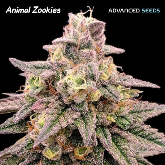 Animal Zookies (Advanced Seeds) feminisiert Cannabis Samen von Advanced Seeds