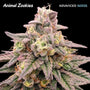Animal Zookies (Advanced Seeds) feminisiert