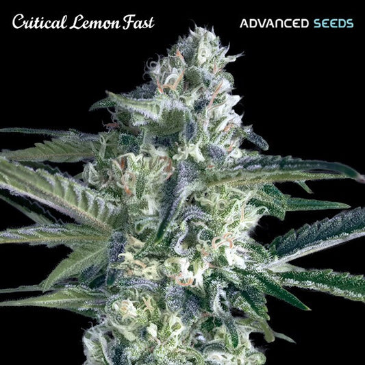 Critical Lemon Fast (Advanced Seeds) feminisiert Cannabis Samen von Advanced Seeds