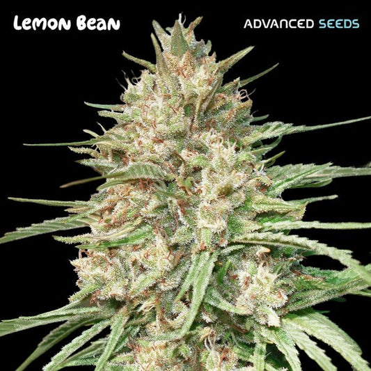 Lemon Bean (Advanced Seeds) feminisiert Cannabis Samen von Advanced Seeds