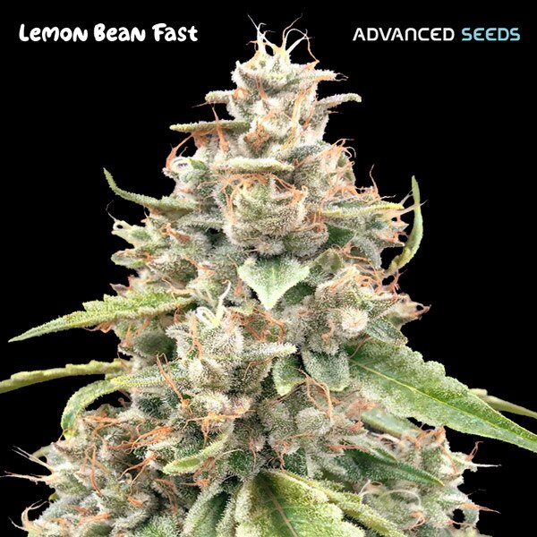 Lemon Bean Fast (Advanced Seeds) feminisiert Cannabis Samen von Advanced Seeds