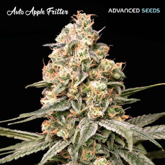 Apple Fritter Auto (Advanced Seeds) autoflowering Cannabis Samen von Advanced Seeds