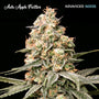 Apple Fritter Auto (Advanced Seeds) autoflowering