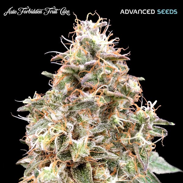 Forbidden Fruit Auto (Advanced Seeds) autoflowering Cannabis Samen von Advanced Seeds