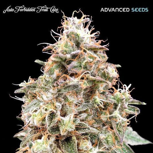 Forbidden Fruit Auto (Advanced Seeds) autoflowering Cannabis Samen von Advanced Seeds