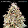 Forbidden Fruit Auto (Advanced Seeds) autoflowering
