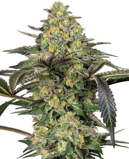 Grapevine Candy (Sensi Seeds) feminisiert Cannabis Samen von Sensi Seeds