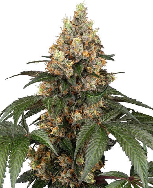 Chocolate Rainbow XXL (Sensi Seeds) feminisiert Cannabis Samen von Sensi Seeds
