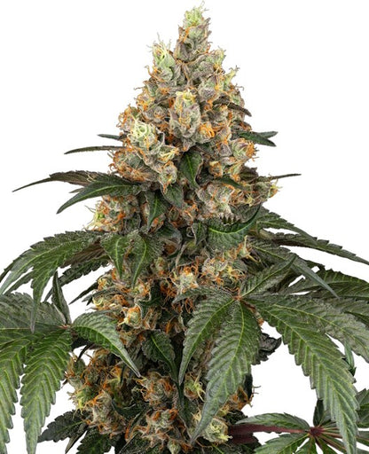 Chocolate Rainbow XXL (Sensi Seeds) feminisiert Cannabis Samen von Sensi Seeds