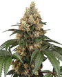 Chocolate Rainbow XXL (Sensi Seeds) feminisiert