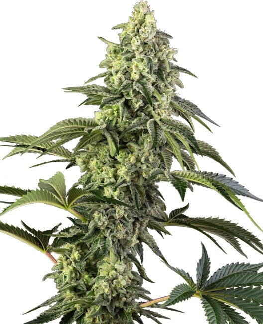 Cosmic Kiss (Sensi Seeds) feminisiert Cannabis Samen von Sensi Seeds