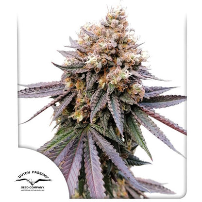 GMO FAST (Dutch Passion) feminisiert Cannabis Samen von Dutch Passion