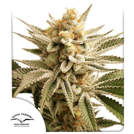 Lemon Z (Dutch Passion) feminisiert