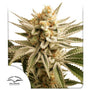 Lemon Z (Dutch Passion) feminisiert