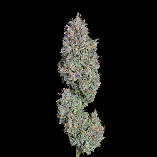 Easy Button Auto (Happy Valley Genetics) autoflowering