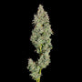 Pineapple Daddy Auto (Happy Valley Genetics)