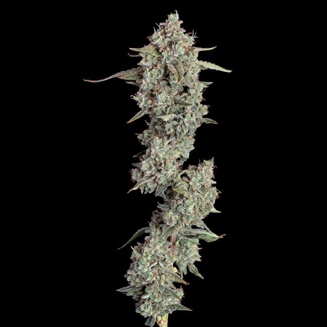 Pineapple Diesel Auto (Happy Valley Genetics)