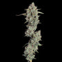 Pineapple Diesel Auto (Happy Valley Genetics)