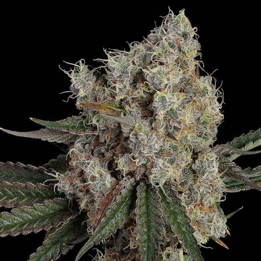 Another Level (Happy Valley Genetics) feminisiert