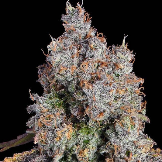 Candy Games #25 (Happy Valley Genetics) feminisiert