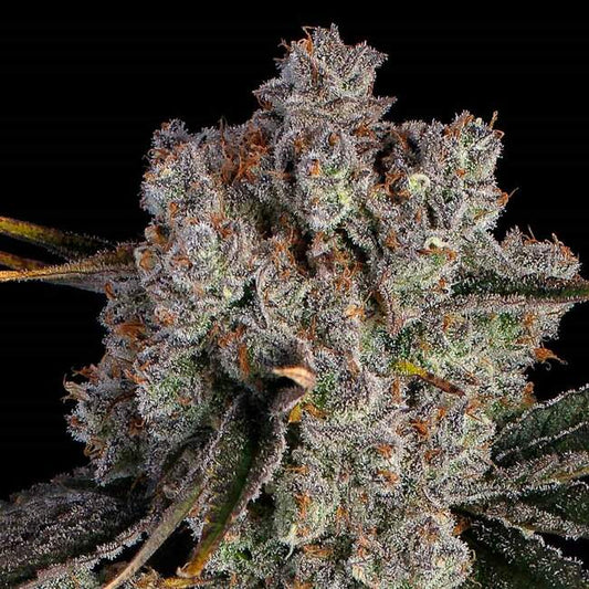 Candy Games #38 (Happy Valley Genetics) feminisiert