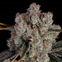 Candy Games #38 (Happy Valley Genetics) feminisiert