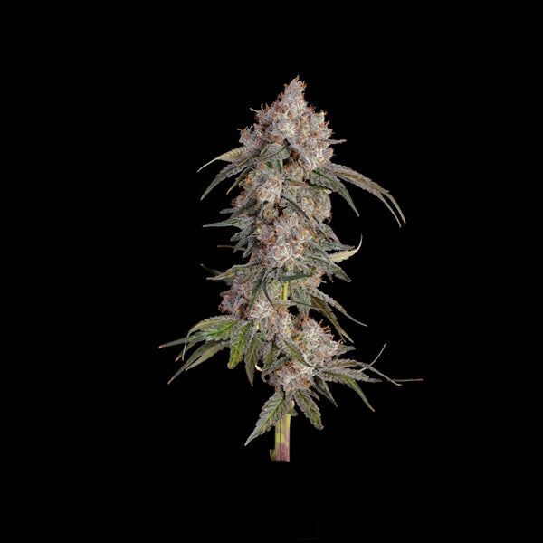 Game Over (Happy Valley Genetics) feminisiert