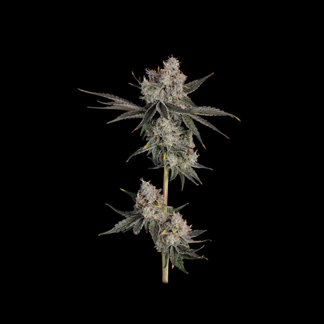 Knockout (Happy Valley Genetics) feminisiert
