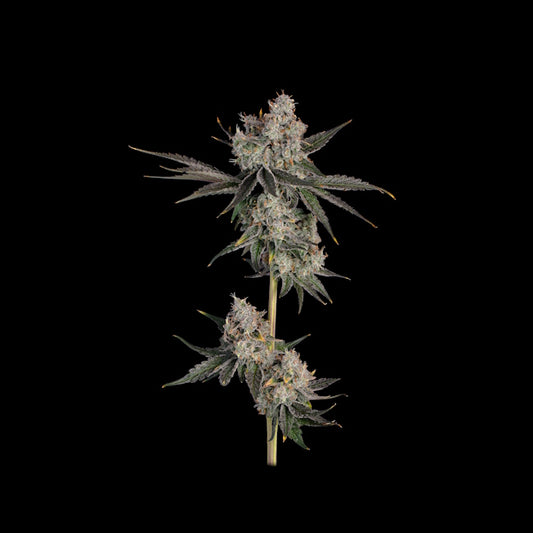 Knockout (Happy Valley Genetics) feminisiert