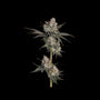 Knockout (Happy Valley Genetics) feminisiert