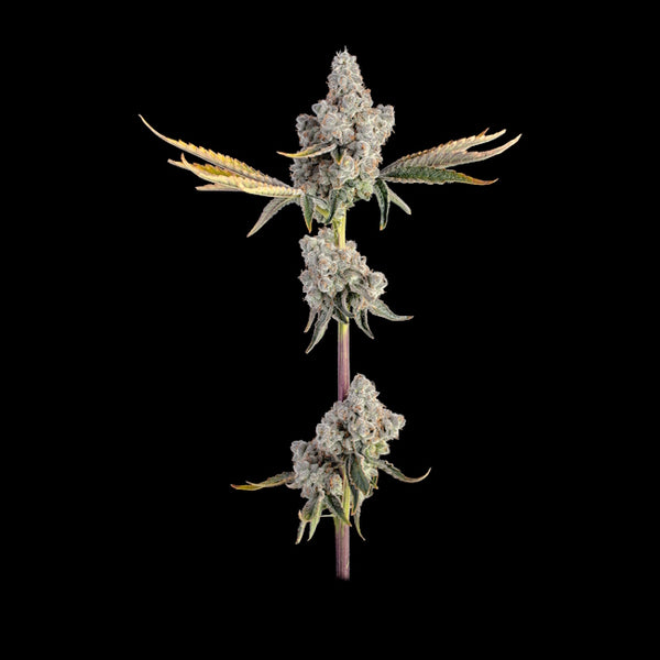 Overtime (Happy Valley Genetics) feminisiert