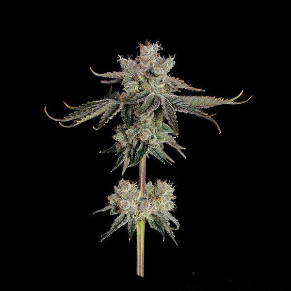 Sweet 16 (Happy Valley Genetics) feminisiert