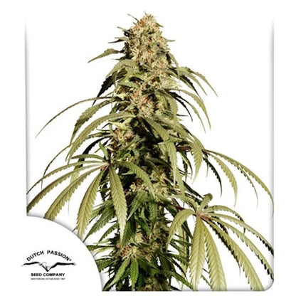 Ice Cream Haze (Dutch Passion) feminisiert Cannabis Samen von Dutch Passion