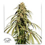 Ice Cream Haze (Dutch Passion) Regulär