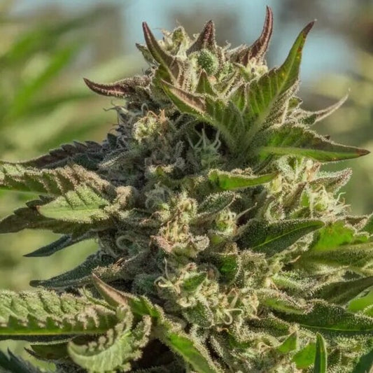 Peanut Butter Souffle (Atlas Seed) feminisiert Cannabis Samen von Atlas Seed
