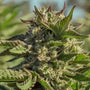 Peanut Butter Souffle (Atlas Seed) feminisiert