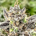 Whale Breath (Atlas Seed) feminisiert Cannabis Samen von Atlas Seed