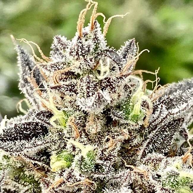Whale Breath (Atlas Seed) feminisiert Cannabis Samen von Atlas Seed
