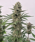 Tahoe Cookies Auto (Atlas Seed) autoflowering Cannabis Samen von Atlas Seed